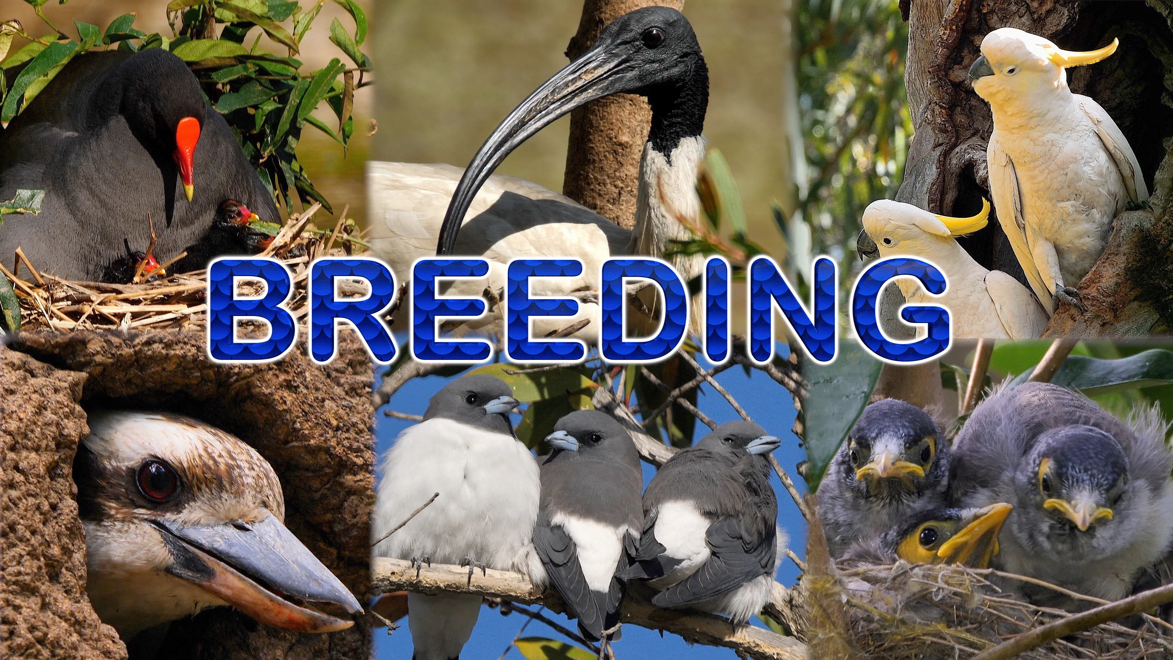 Breeding poster
